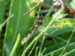 mosquito in green grass