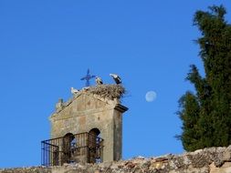 Stork on Bell Tower