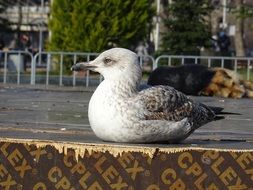 seagull on the ground