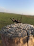 Insect on the prairie wood