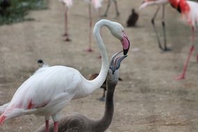 feeding flamingo