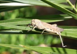 Brown grasshopper on marsh grass