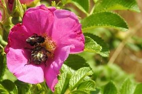 two bugs in the wild rose blossom