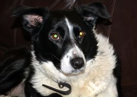 black and white sheep dog in the house