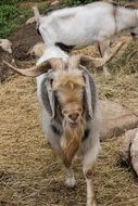 goats among straw on a farm