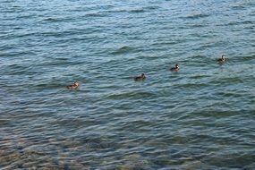 Ducks Line Bird Nature