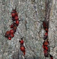 red beetles on the tree bark