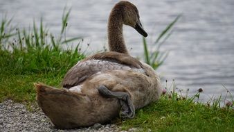 baby swan on a background of water
