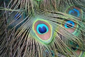 peacock elegant feathers