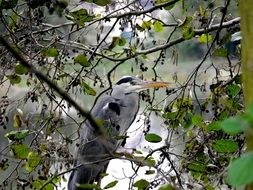 strikingly beautiful Grey Heron
