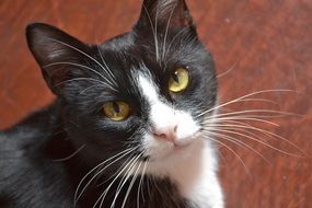 portrait of a black and white little cat