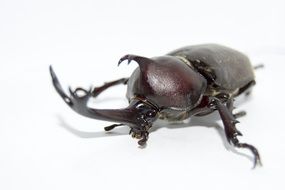 Photo of unicorn insect