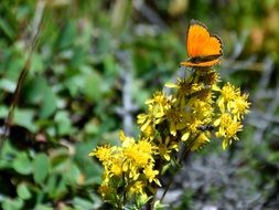 butterfly on the wild yellow flower