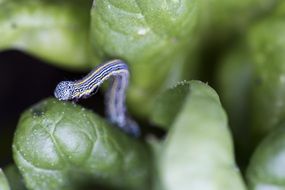 Caterpillar Insect