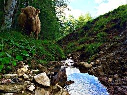 Cute and beautiful furry horned bull at a beautiful stream with plants