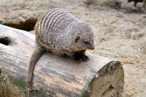 mongoose on a tree trunk