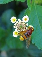 Sirphidae, Hoverfly feeding on flower, macro