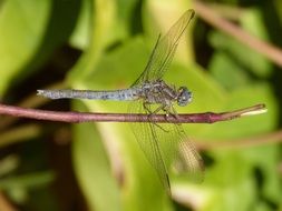 blue dragonfly on a dry stalk of a plant near green leaves