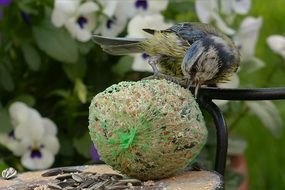 foraging blue tit on the fat ball