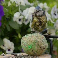 hungry blue tit on the fat ball