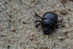 forest dung beetle