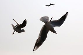 three seagulls are circling in the sky