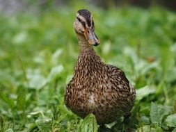 Beautiful and colorful wild duck on the grass