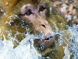 Barbary Ape Monkey portrait