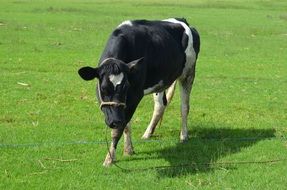 black and white cow in the pasture