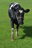 black and white calf on a farm