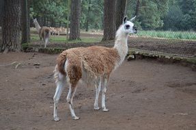 white-brown llama in the reserve