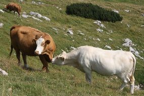 Alpine Farming Cows