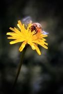 Bee waving his wings on Yellow Flower