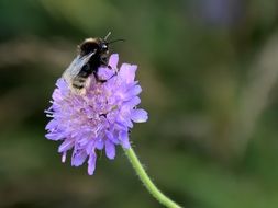 CLose-up of the bee on the violet flower