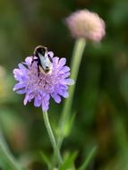 insect on a purple flower in the garden