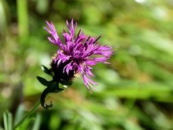 beetle on a pointed purple flower