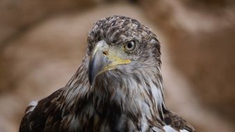 portrait of a powerful eagle