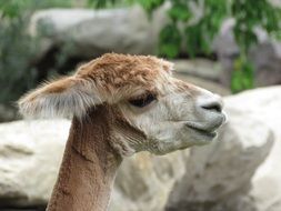 portrait of a shaved alpaca