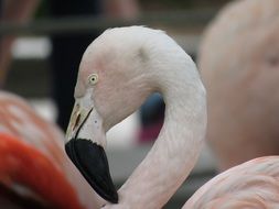 Pink flamingo bird