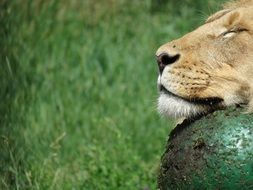 muzzle of a lion on a green ball