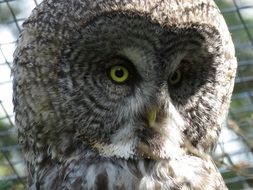 strikingly beautiful Great Grey Owl