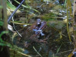frog in a pond with green plants