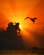 Bird flying in romantic Sunset light
