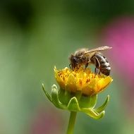 honey bee on a yellow flower on a blurred background