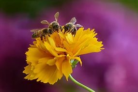 honey bees on the yellow flower