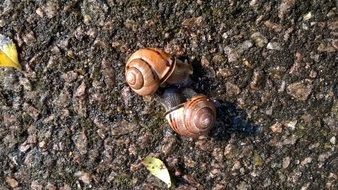 strikingly beautiful Snails