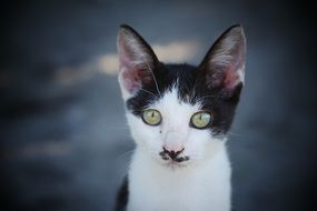 charming black and white young cat