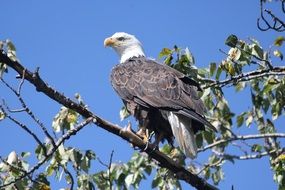 perched majestic bald eagle on the tree