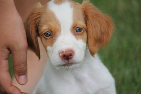 adorable Brittany Puppy cute portrait