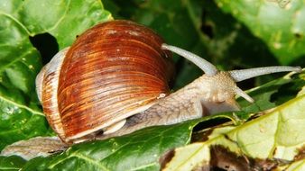 snail climbs on a green leaf of a plant